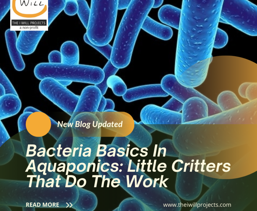 Bacteria Basics In Aquaponics: Little Critters That Do The Work