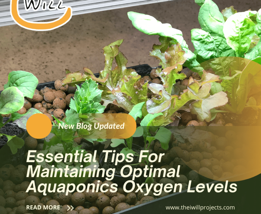 Aquaponics Oxygen Levels