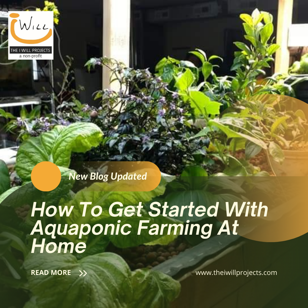 Aquaponic Farming At Home