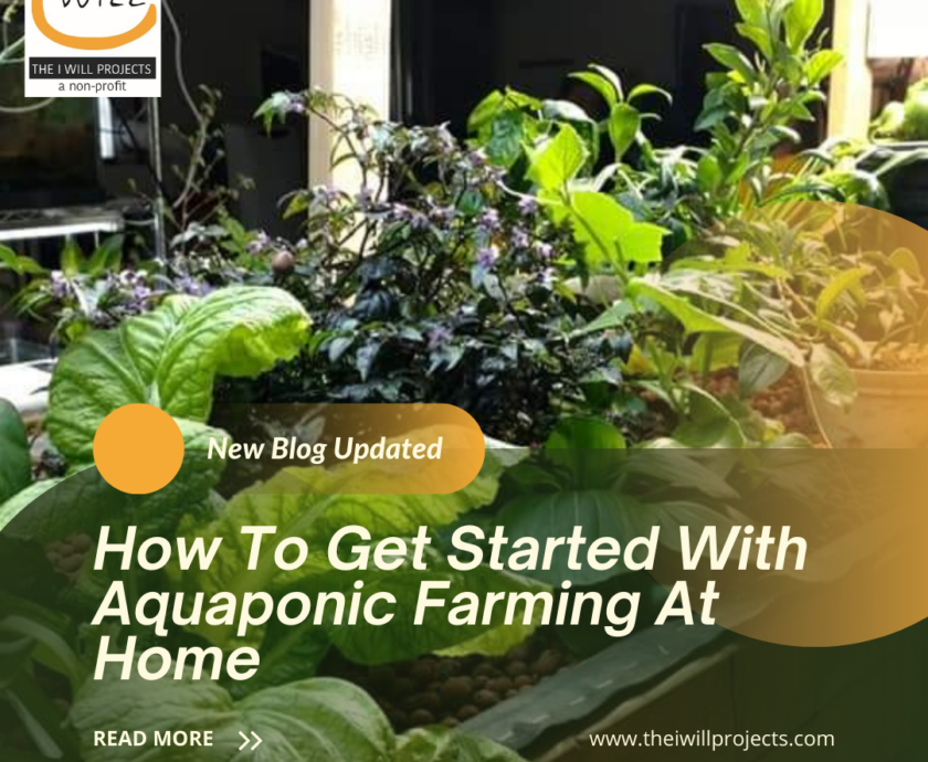 Aquaponic Farming At Home