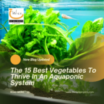 The 15 Best Vegetables To Thrive In An Aquaponic System