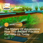 The History Of Aquaponics: How This Ancient Practice Can Help Us