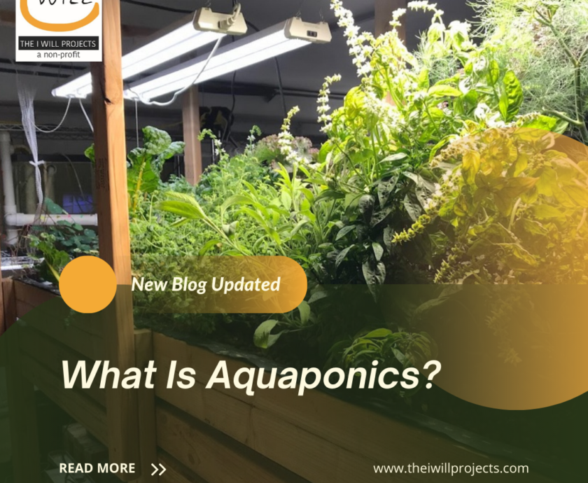 What Is Aquaponics?