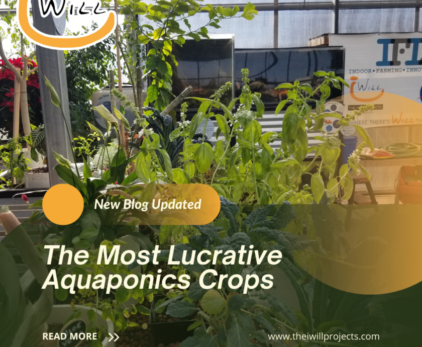 The Most Lucrative Aquaponics Crops