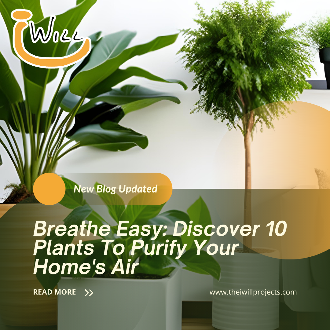 Plants To Purify Your Home's Air