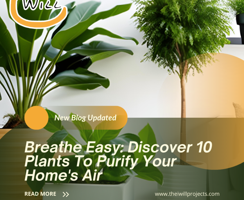 Plants To Purify Your Home's Air