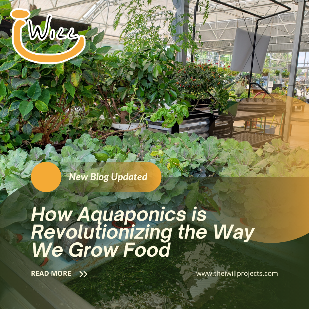 How Aquaponics is Revolutionizing the Way We Grow Food