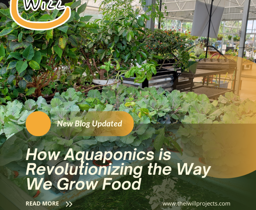 How Aquaponics is Revolutionizing the Way We Grow Food