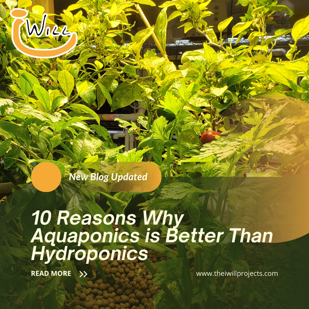reasons why aquaponics is better than hydroponics
