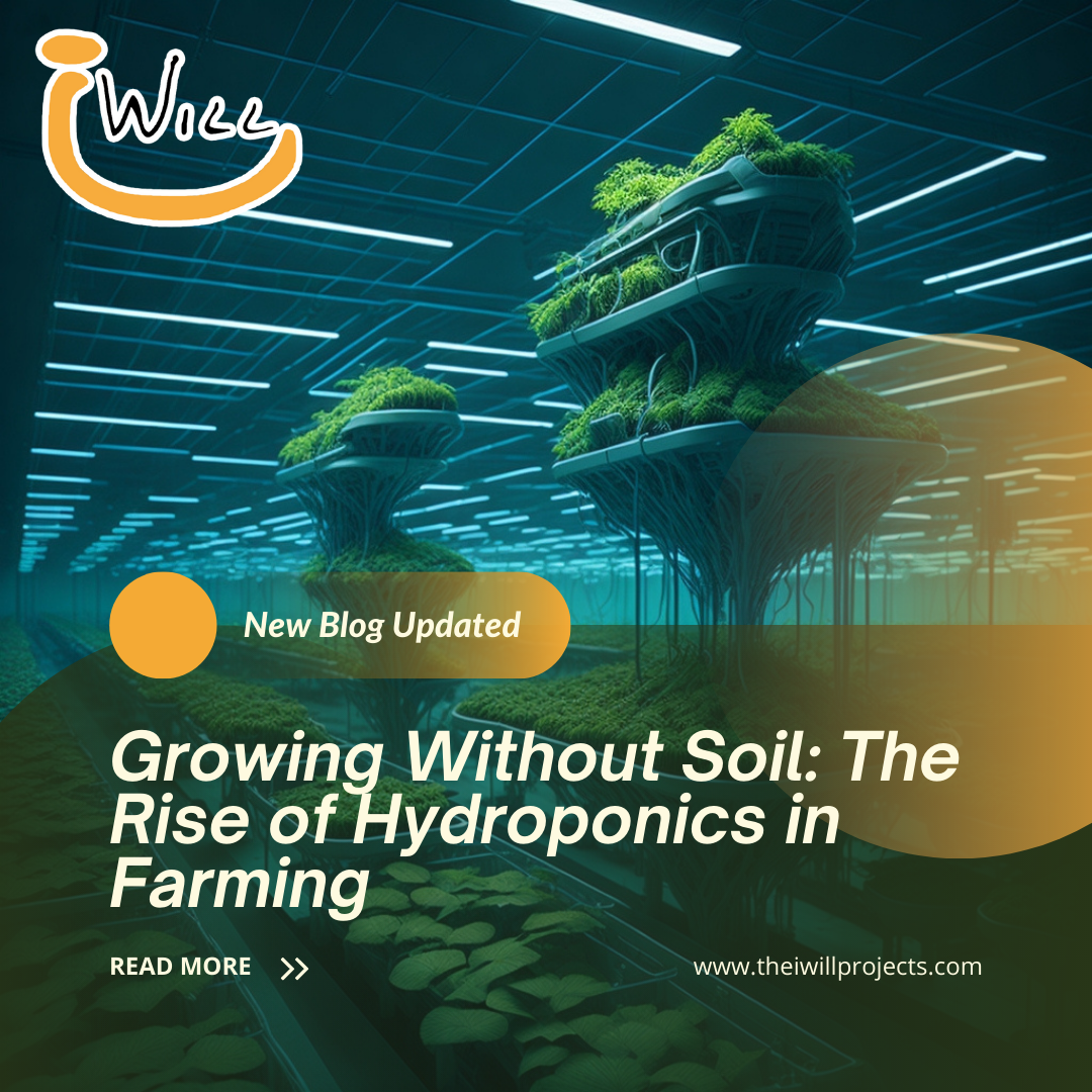 the rise of hydroponics