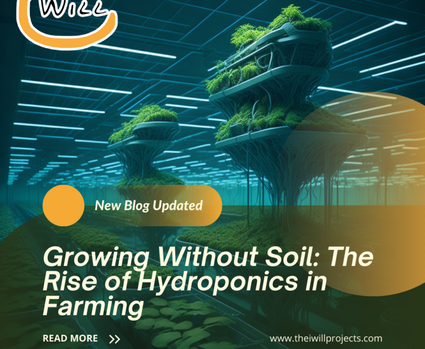 the rise of hydroponics