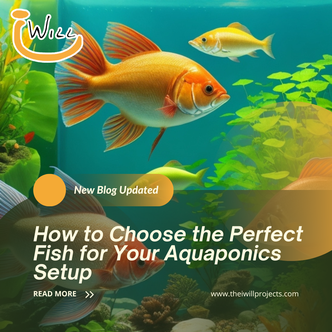 perfect fish for your aquaponics setup