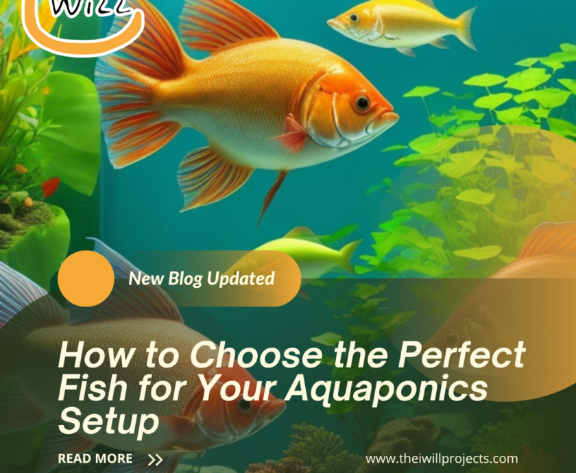 perfect fish for your aquaponics setup