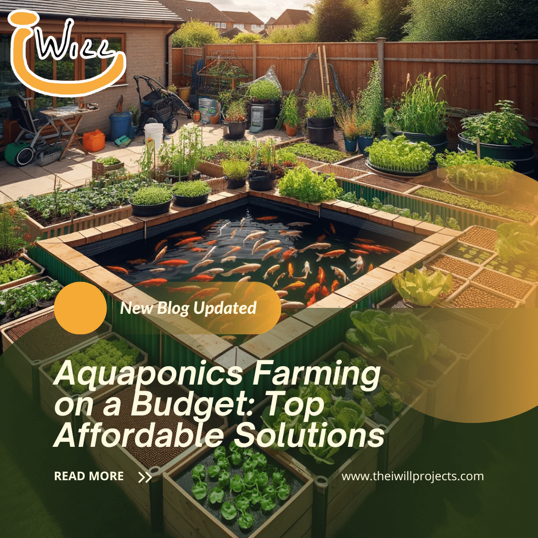 aquaponics farming on a budget