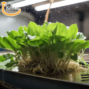 financial benefits of aquaponics farming