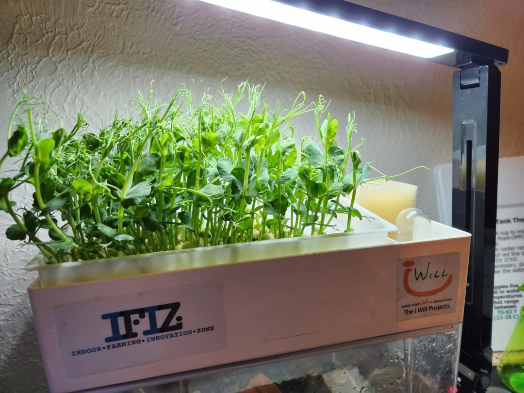Aquaponics Activity Guide