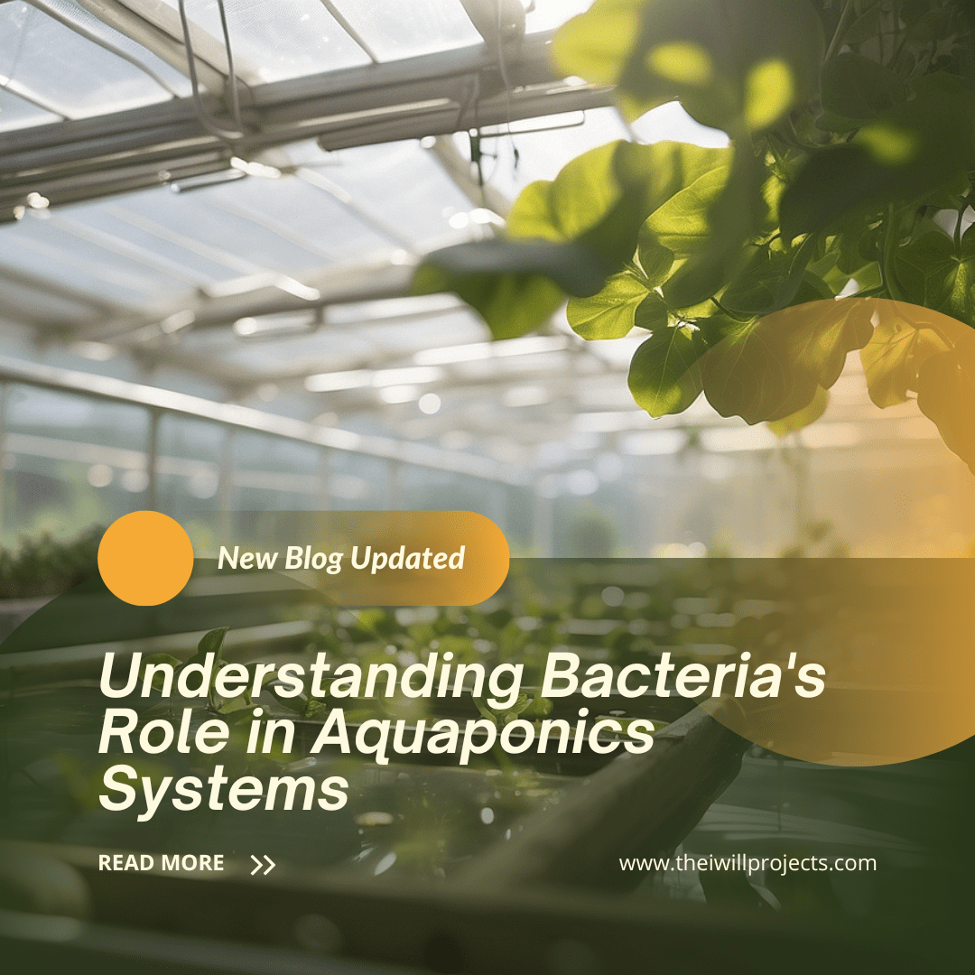 Bacteria's Role in Aquaponics Systems